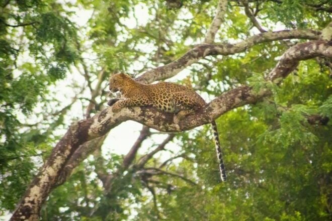 Yala: Yala National Park Safari With Private Jeep - Pickup and Drop-off Services