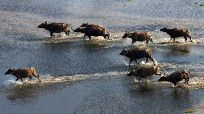 Yala: Yala National Park Safari With Private Jeep - Inclusions of the Safari