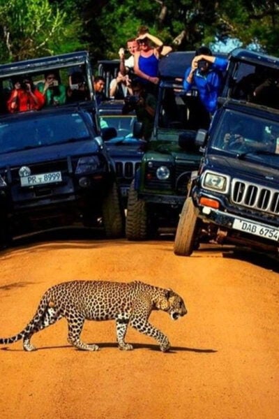 Yala: Yala National Park Safari With Private Jeep - Customer Reviews and Feedback