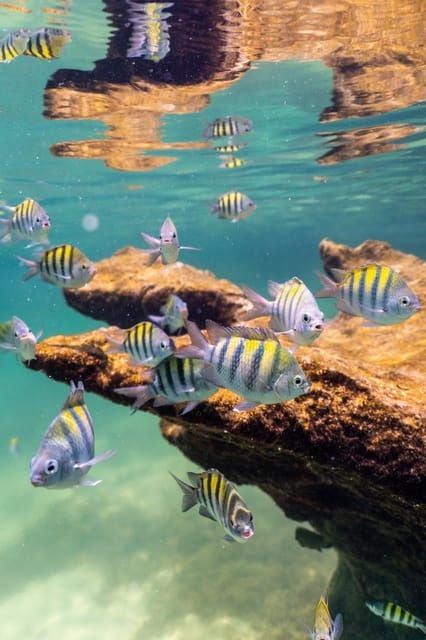 Yalku Lagoon Snorkeling With Tropical Fishes Tour - Good To Know