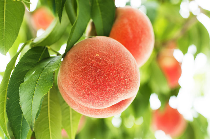 Yamagata Fruit Picking & Ginzan Onsen Day Trip (From Sendai) - Five things to know before you book