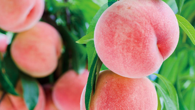 Yamagata Fruit Picking & Ginzan Onsen Day Trip (From Sendai) - Lunch and a pause at Sagae Cherry Land