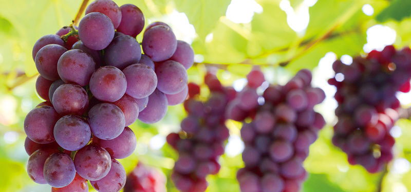 Yamagata Fruit Picking & Ginzan Onsen Day Trip (From Sendai) - Ginzan Onsen: lovely streets, limited time