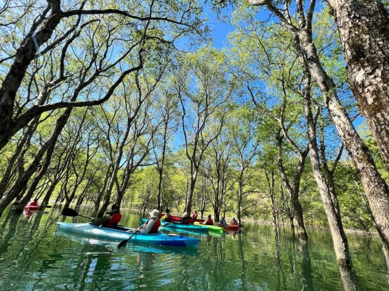 Yamagata: Private Canoe Tour in Submerged Forest - The Sum Up