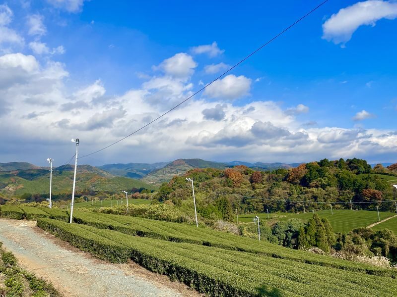 Yame Central Tea Plantation Full-Day Guided Tour with Sake Tasting - What the price covers in value