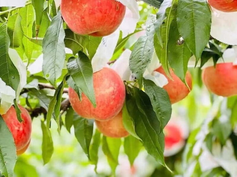 Yame & Kurume Tea Fields & Craft Tour  From Farm to Cup - Yame & Kurume Tea Fields & Craft Tour From Farm to Cup: An In-Depth Review