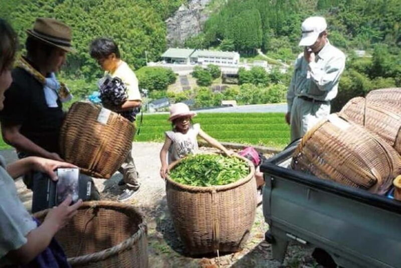 Yame & Kurume Tea Fields & Craft Tour  From Farm to Cup - What Makes This Tour Stand Out