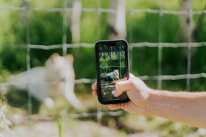 Yamnuska Wolfdog Sanctuary Walk Ticket in Canada - The Experience: What to Expect at Yamnuska Wolfdog Sanctuary