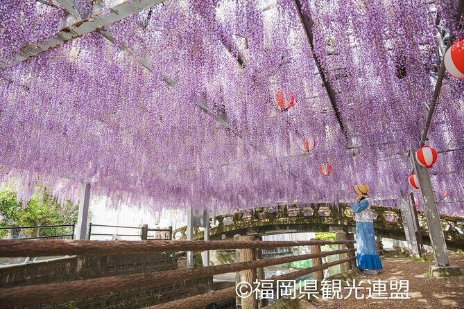 Yanagawa Great Wisteria and Traditional Canal Boat Experience - Frequently Asked Questions