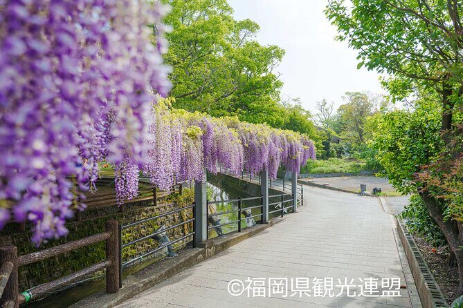 Yanagawa Great Wisteria and Traditional Canal Boat Experience - What Makes This Tour Stand Out?