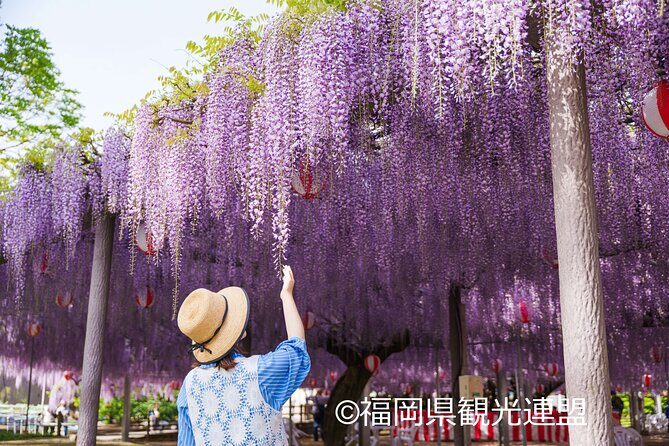 Yanagawa Great Wisteria and Traditional Canal Boat Experience - The Sum Up