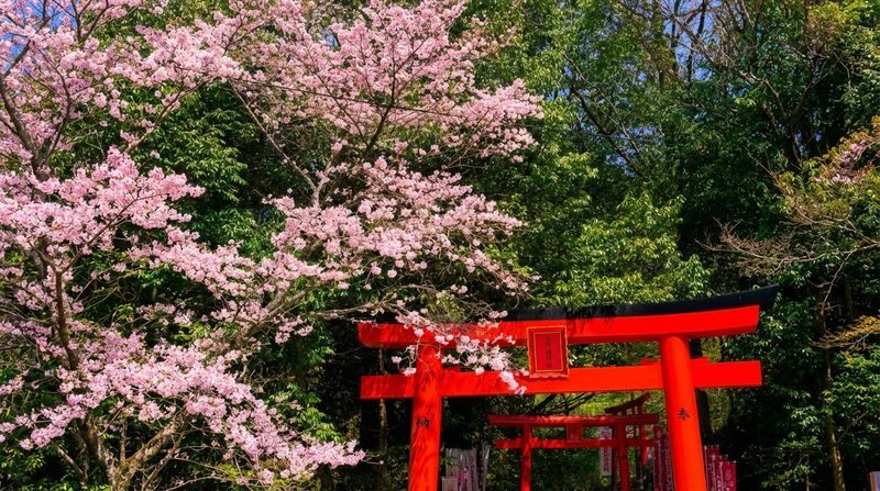 Yanagawa & Itoshima Day Tour - Dazaifu and Ichiran: culture and ramen on the same route