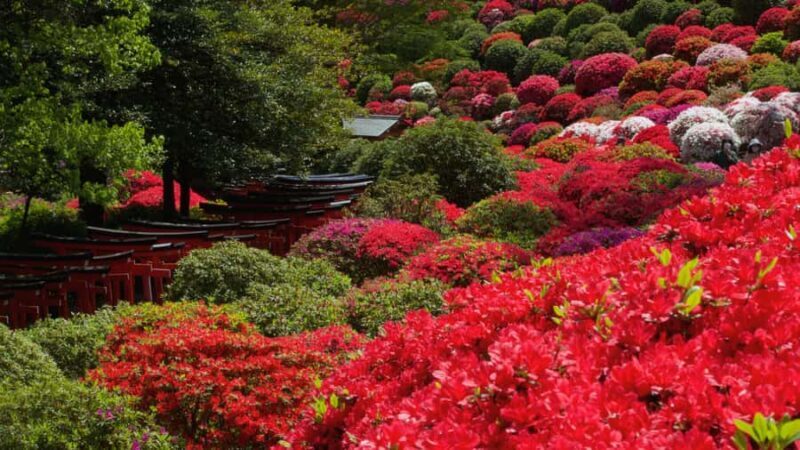 Yanaka & Ueno: Walking Tour of Tokyo Tradition & Culture - An Authentic Look at Tokyo’s Past and Present
