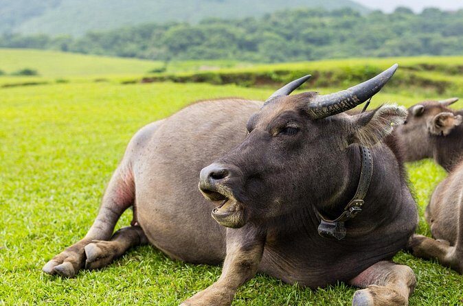 Yangmingshan Half Day Tour in Taipei - Who Will Love It?