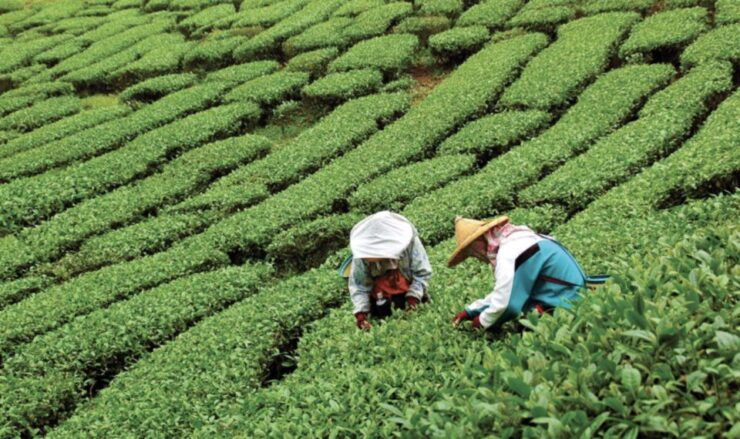 Yangshuo: Tea Plantation and Xianggong Hill Half-Day Tour - Tour Overview