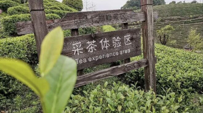 Yangshuo: Tea Plantation and Xianggong Hill Half-Day Tour - Activity Highlights