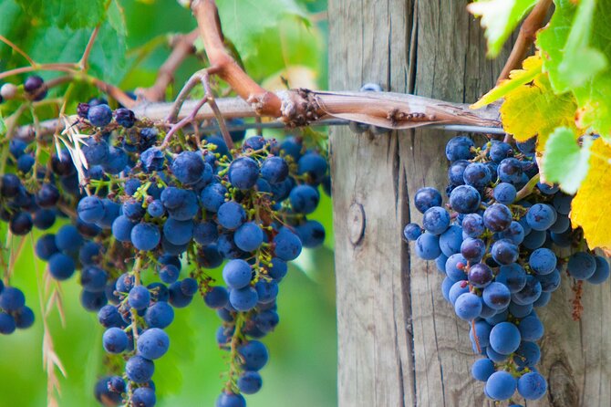 Yarra Valley, Dandenong Ranges Inc. Lunch With Wine,Plus Morning Tea,Chocolate - Common Questions