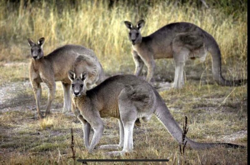 Yarra Valley Foodies Tour with Chandon and Kangaroo Safari! - FAQ