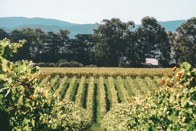 Yarra Valley Luxe Private Tour With Champagne Brunch - Scenic Views and Photo Opportunities