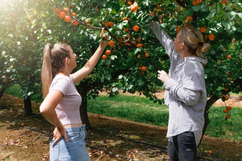 Yarra Valley: Orchard Tractor Tour with Fruit Tasting - Good To Know