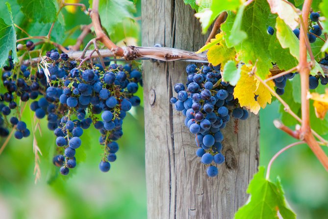 Yarra Valley Private Car Winery Tour And Chocolate.1-7 Passengers One Car Price - Pricing and Terms