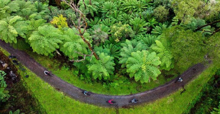 Yarra Valley: Redwood Forest Mountain Bike Adventure - Experience Highlights