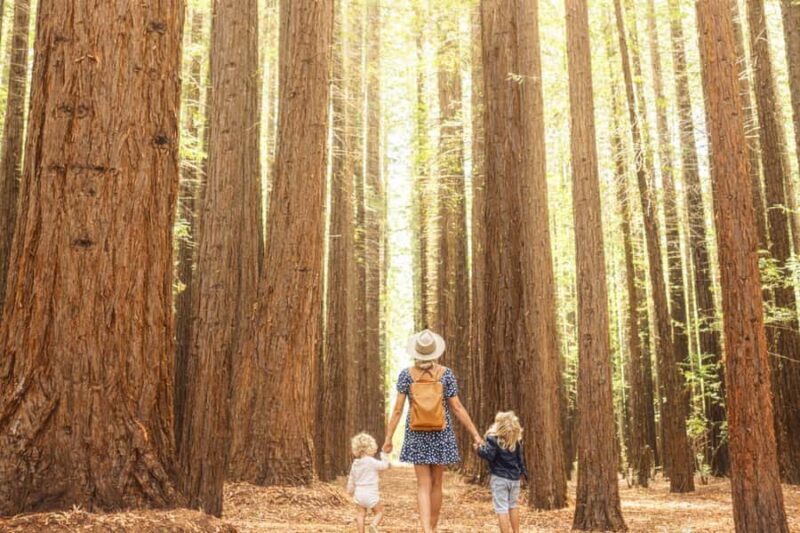 Yarra Valley | Redwoods, Wildlife, Wine, Chocolate - Good To Know