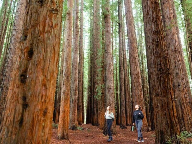 Yarra Valley | Redwoods, Wildlife, Wine, Chocolate - Transportation, Group Size, and Overall Value