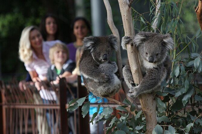 Yarra Valley Small Group | Redwoods, Wildlife, Winery & Chocolate - Good To Know