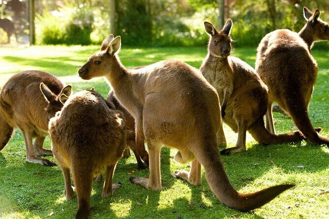 Yarra Valley Small Group | Redwoods, Wildlife, Winery & Chocolate - What to Expect from the Transportation and Overall Experience