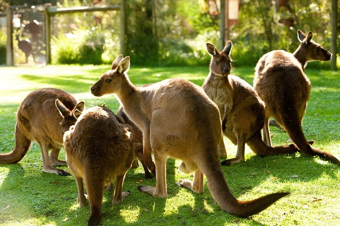 Yarra Valley Wildlife & Wine Day Tour From Melbourne With Healesville Sanctuary - Tour Details