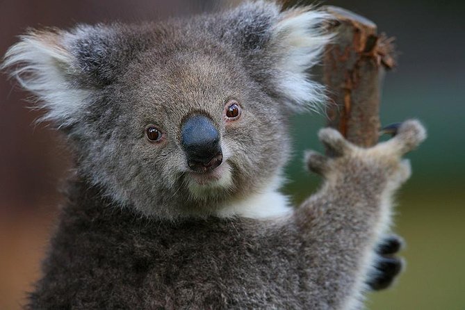 Yarra Valley Wildlife & Wine Day Tour From Melbourne With Healesville Sanctuary - Tour Guide Excellence