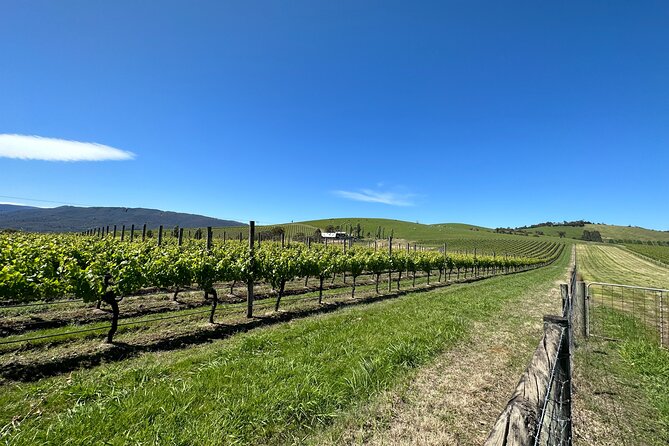 Yarra Valley Wine, Cheese, Bubbles & Chocolate Tasting - Inclusions