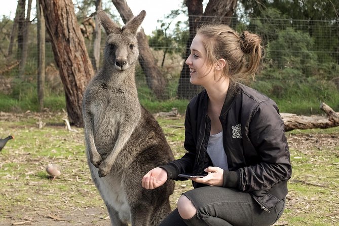 Yarra Valley Wine, Food and Wildlife Private Tour - Tour Highlights