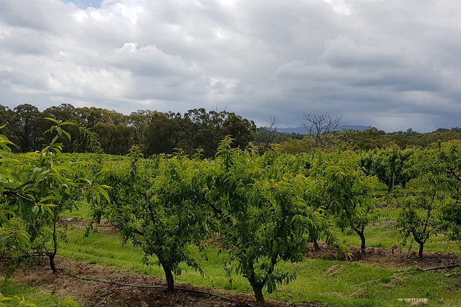 Yarra Valley Wineries and Rayners Orchard Tour From Melbourne - Additional Information