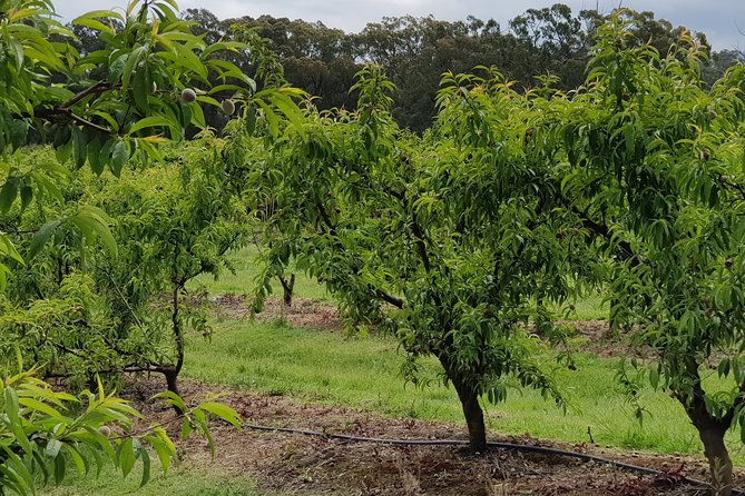 Yarra Valley Wineries and Rayners Orchard Tour From Melbourne - Solo Travelers