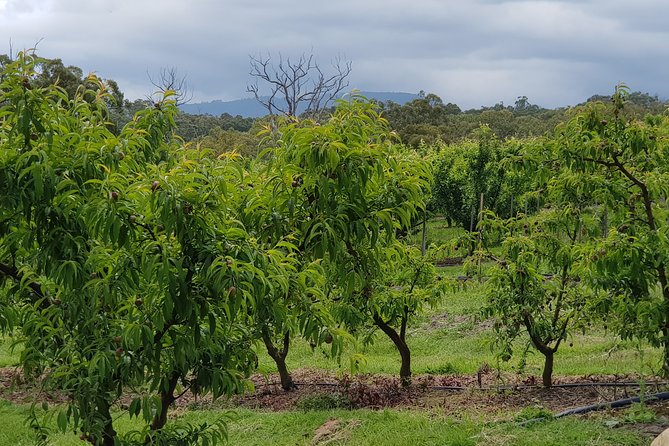 Yarra Valley Wineries and Rayners Orchard Tour From Melbourne - Common Questions