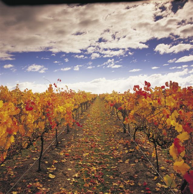 Yarra Valley: Winery Tour With Lunch at Yering Station - Tour Duration and Guide