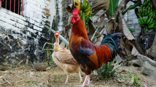 Yelapa: All Inclusive Tour - Guidance and Accessibility