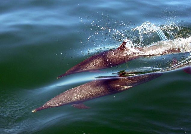 Yelapa and Bay of Banderas Day Cruise With Drinks and Lunch  - Puerto Vallarta - Traveler Photos and Reviews
