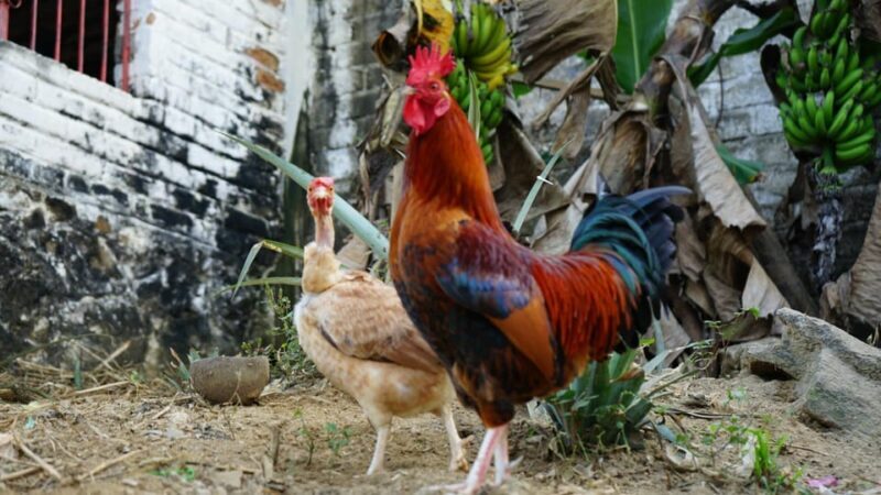 Yelapa: Catamaran Cruise with Lunch and Open Bar - FAQ