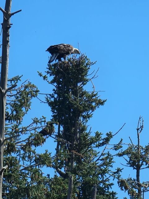Yellowknife: Bison Highway Road Tour - Tour Details