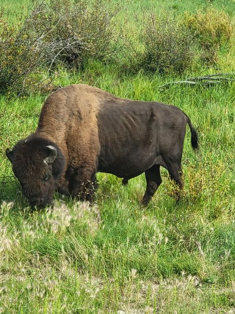 Yellowknife: Bison Highway Road Tour - Experience Highlights