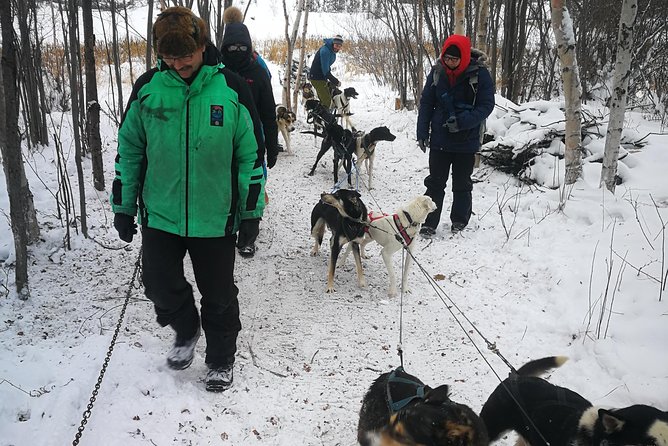 Yellowknife Northwest Territories Dog Sledding Experience - Experience Overview