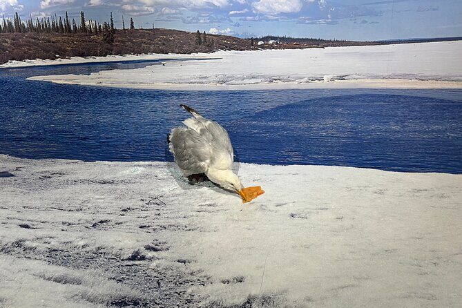 Yellowknife Sightseeing City Tour - Exploring the Itinerary in Detail