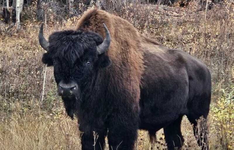 Yellowknife: Wild Bison Highway Tour - Good To Know
