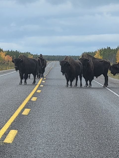 Yellowknife: Wild Bison Highway Tour - Authenticity and Local Insights