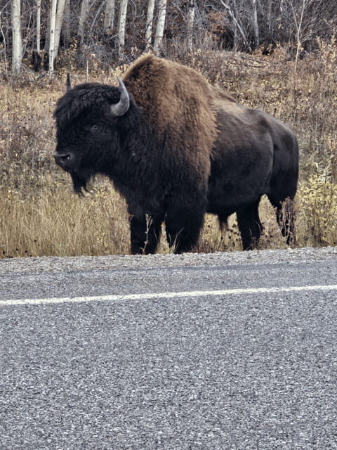 Yellowknife: Wild Bison Highway Tour - Who Would Love This Tour?