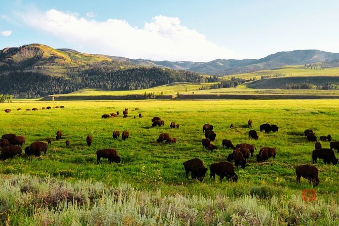 Yellowstone and Grand Teton Audio Driving Tour - Viator Help Center