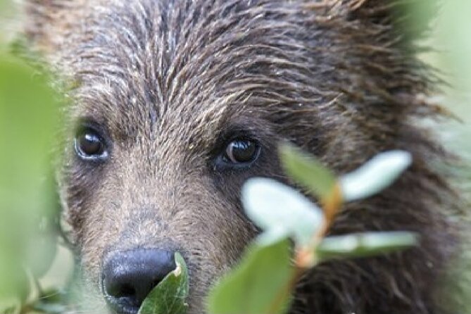 Yellowstone and Grand Teton National Parks Wildlife Adventure (2 Day/1 Night) - Traveler Reviews